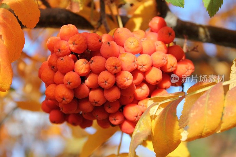 山白蜡(花楸)秋天浆果。