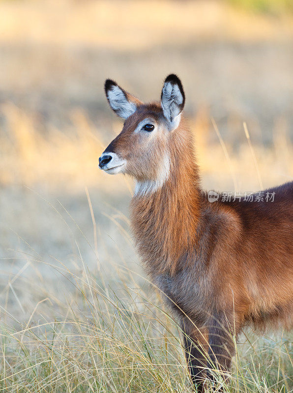 非洲坦桑尼亚塞伦盖蒂国家公园的Waterbuck