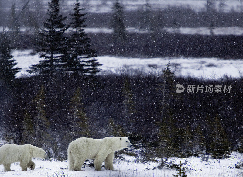 雪地里的北极熊