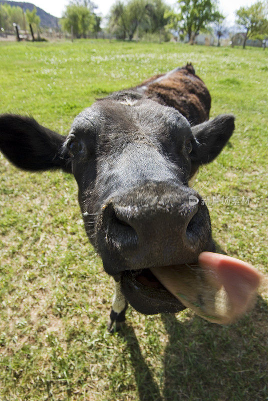 一头黑牛伸出了舌头。