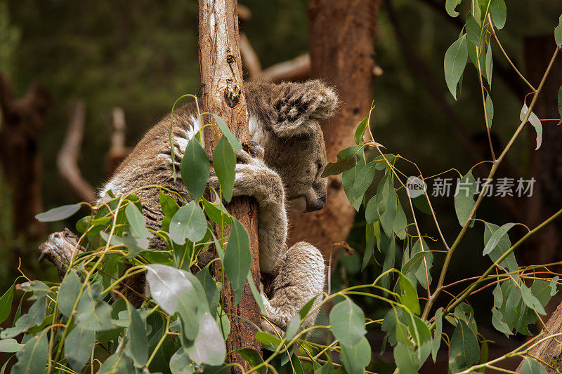 一只澳大利亚本土的考拉挂在桉树上吃树叶