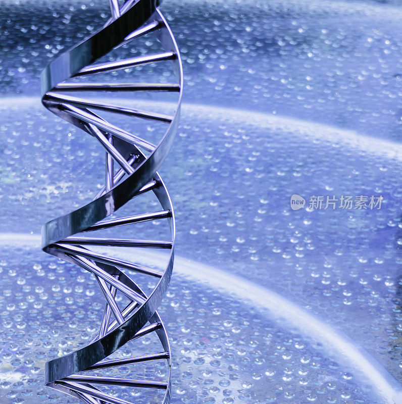 金属DNA链模型