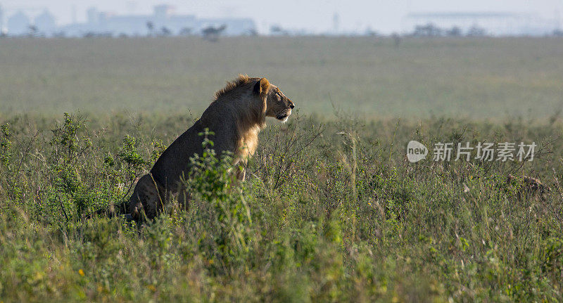 肯尼亚:狮子