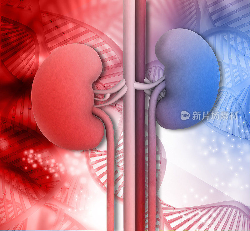 人体肾脏的3d渲染与DNA