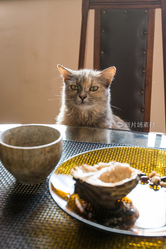 猫零食