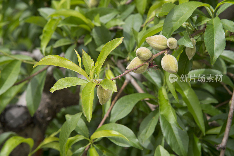 加利福尼亚中部果园里成熟的桃子的特写