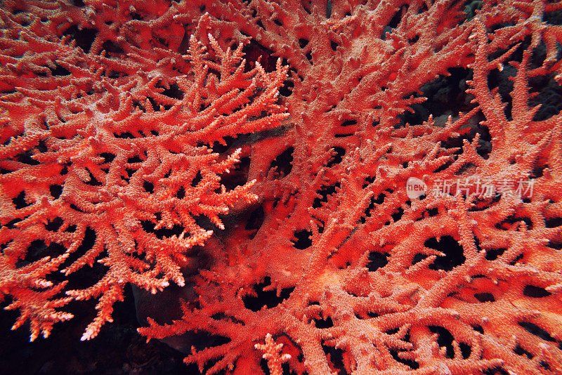 产于红海的桌珊瑚
