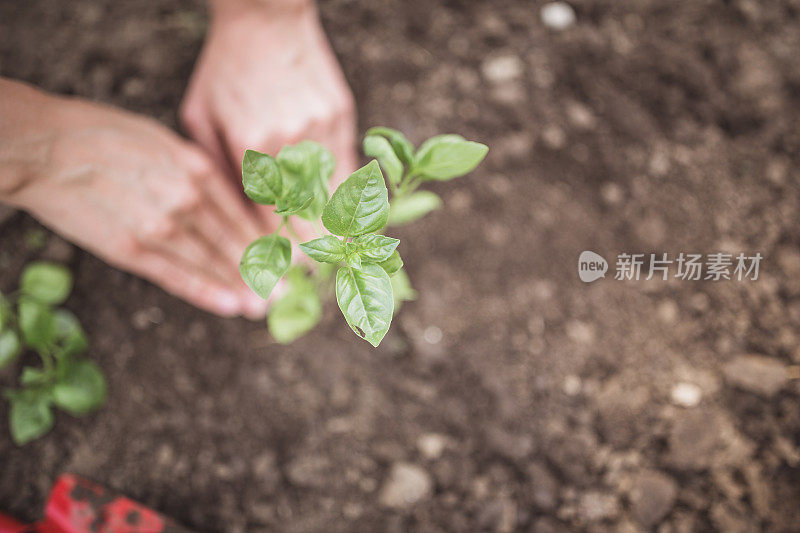 Re-Potting。年轻女子在花园里盆栽植物