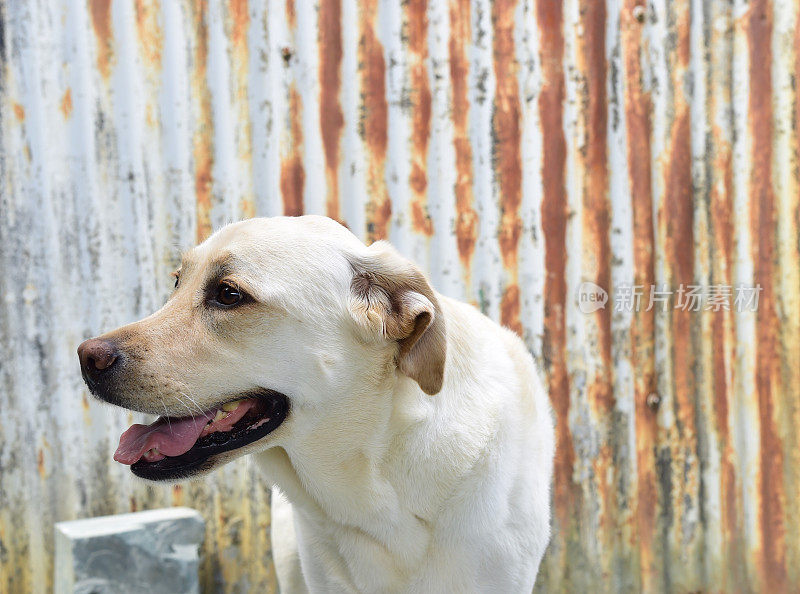 拉布拉多寻回犬和波纹金属