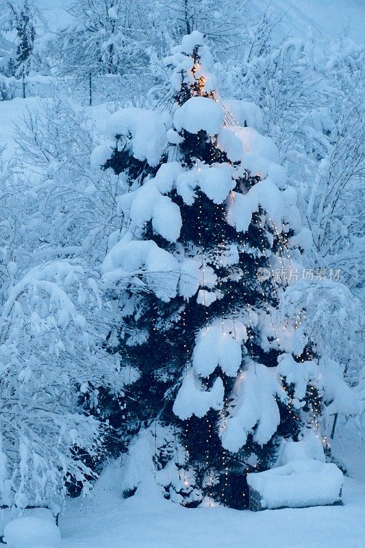 白雪覆盖的冬季景观和照亮的圣诞树