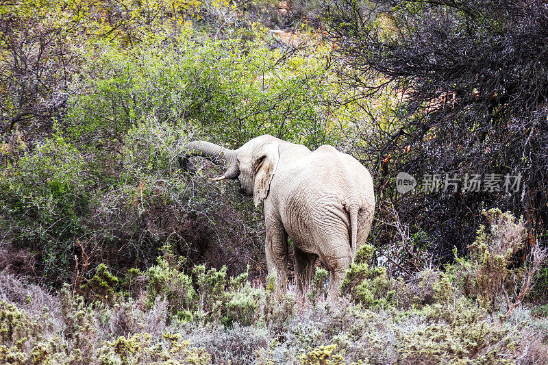 非洲象试图从南非的芬博斯灌木丛中抓取一些树叶