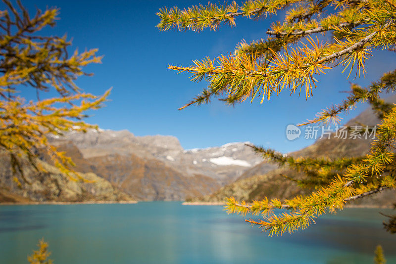 在瑞士阿尔卑斯山，落叶松环绕着蓝色的湖