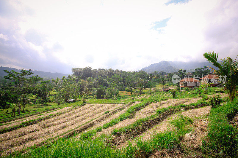 巴厘岛的稻田
