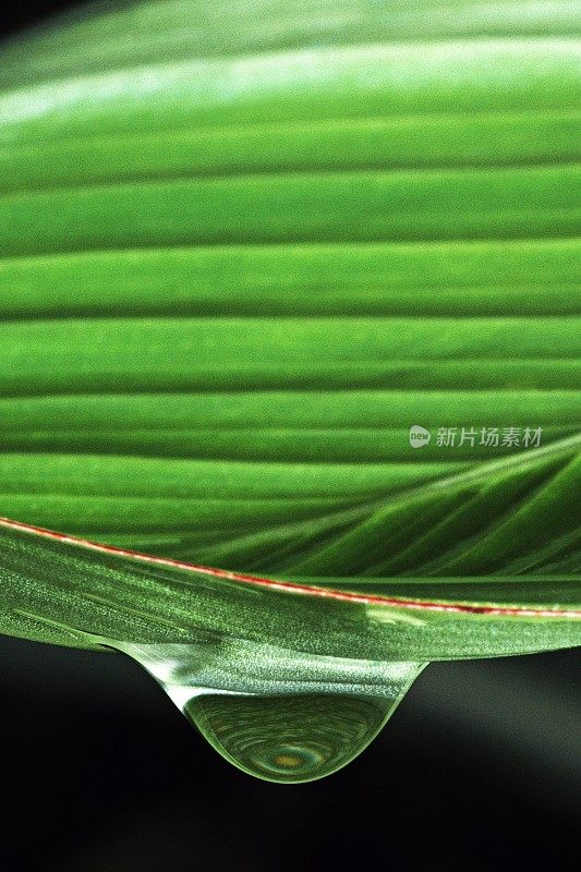 绿叶下的雨滴特写(黑色背景垂直)