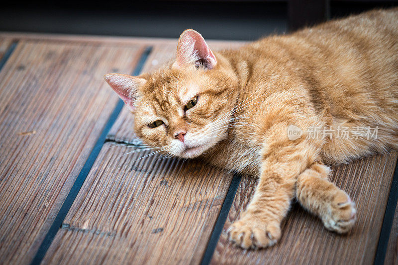 沉睡的猫