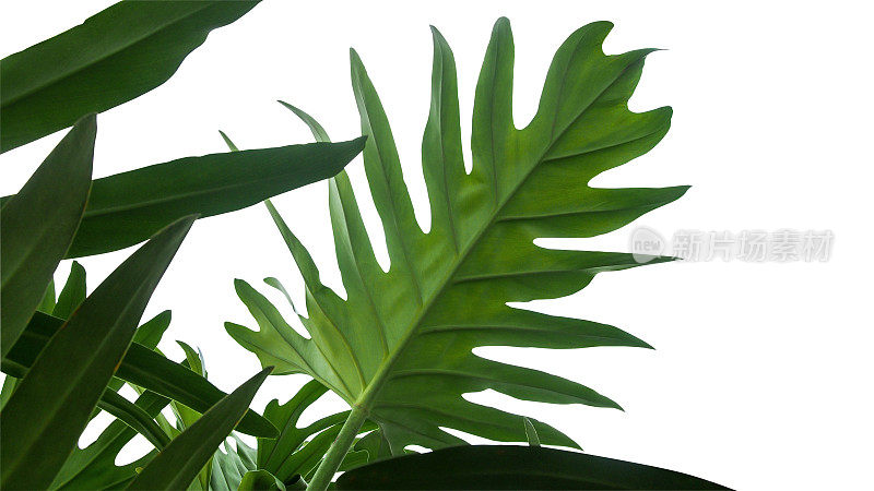 这是一种热带的观叶植物，常绿的藤蔓孤立在白色的背景上，包括修剪路径。