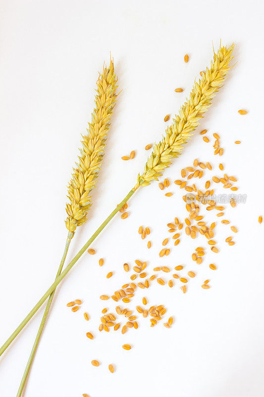 白色背景上的小麦和谷物的小穗。俯视图