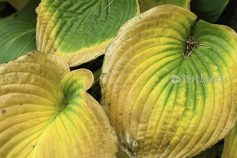 玉簪属草本植物叶子