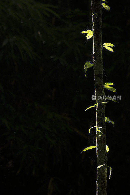 绿叶生长在通往瀑布的路上，热带森林植物，常绿藤蔓在黑色的背景下。