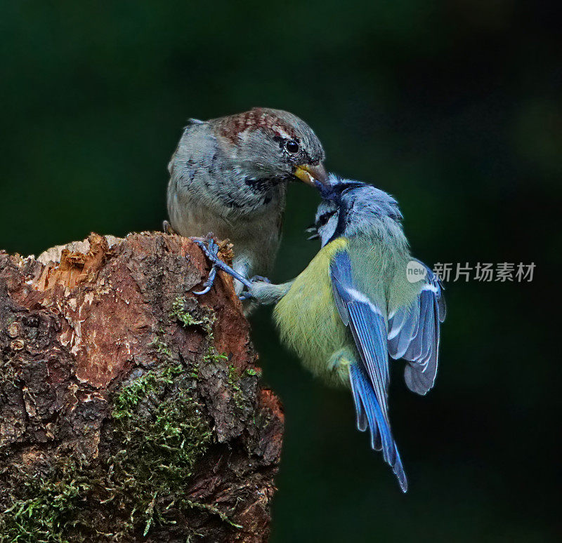 麻雀和蓝山雀