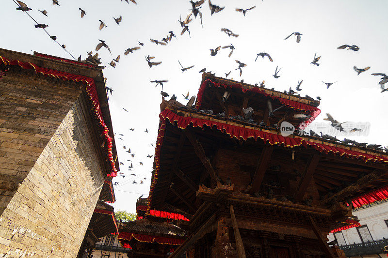 尼泊尔加德满都杜巴广场上的鸽子