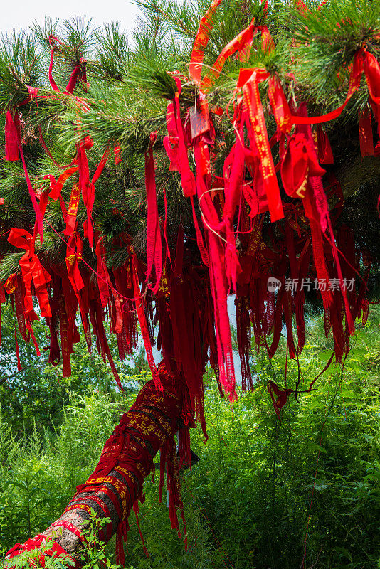 泰山脚下的一种针叶树，联合国教科文组织世界遗产，中国山东省泰安，亚洲。
