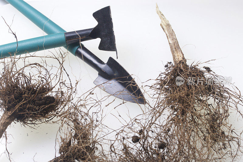 微型养花工具。在花盆中培土用的小铲子和耙子。