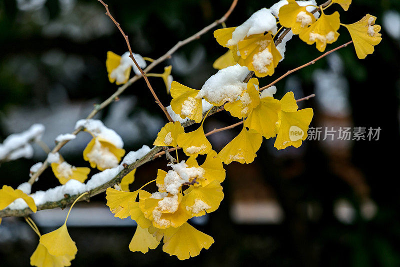 玉簪树的黄叶，早雪