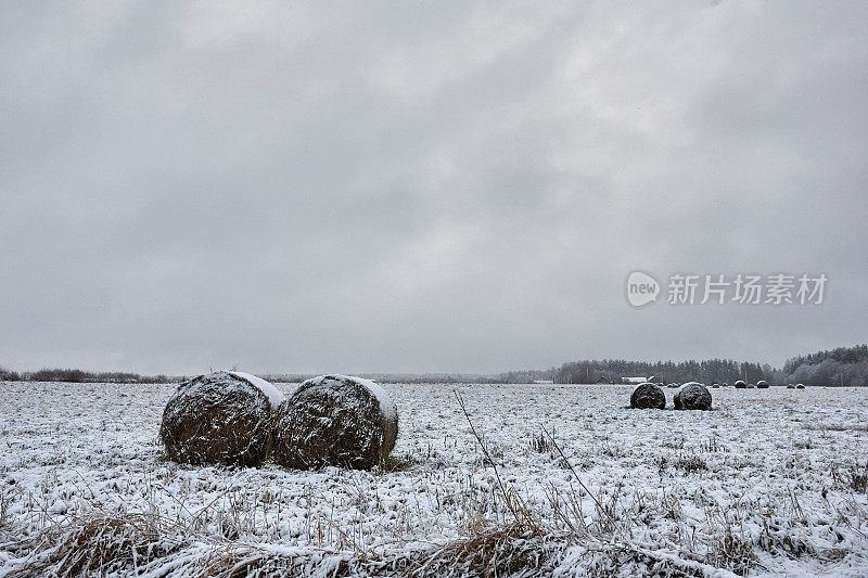 大雪覆盖了立陶宛农村的干草卷。这个冬天让农民们大吃一惊。