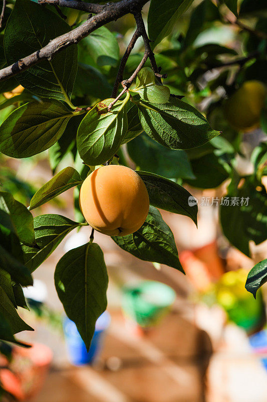 日本的一种柿子树，有橙色的果实和绿色的叶子