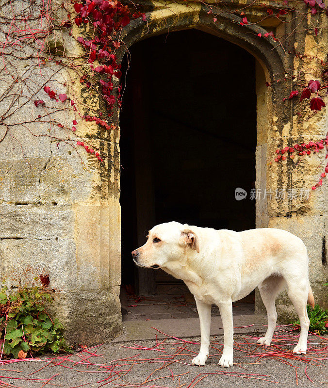 英国的拉布拉多寻回犬