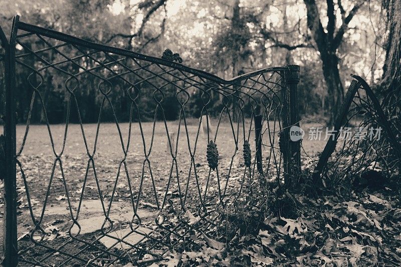 老墓地生锈的金属门栅栏，树叶，黑色和白色