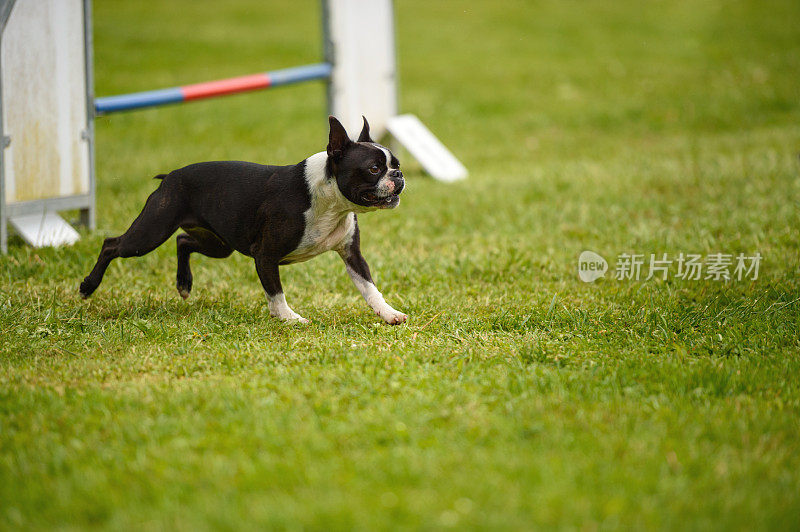 法国斗牛犬运行