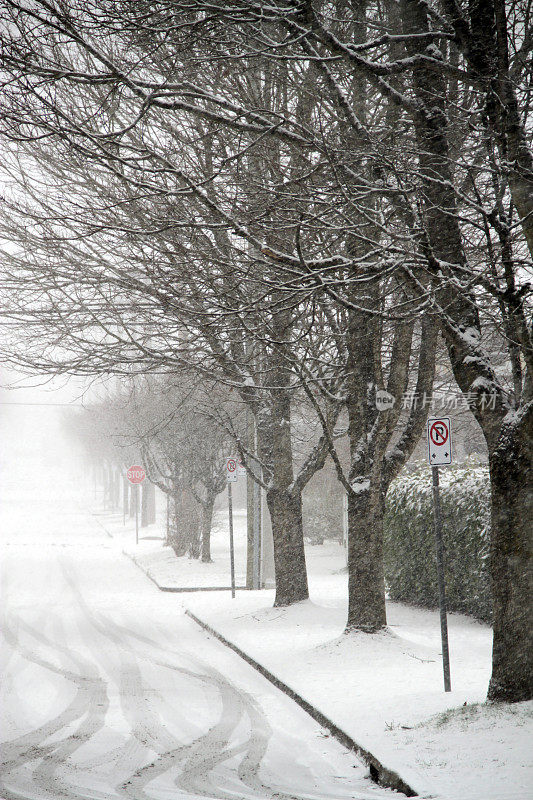 暴雪树