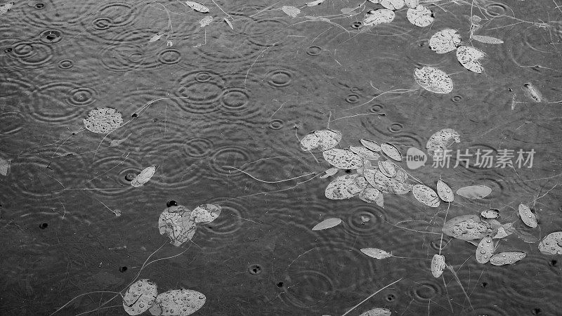 百合垫雨雨滴涟漪水背景黑色和白色复制空间