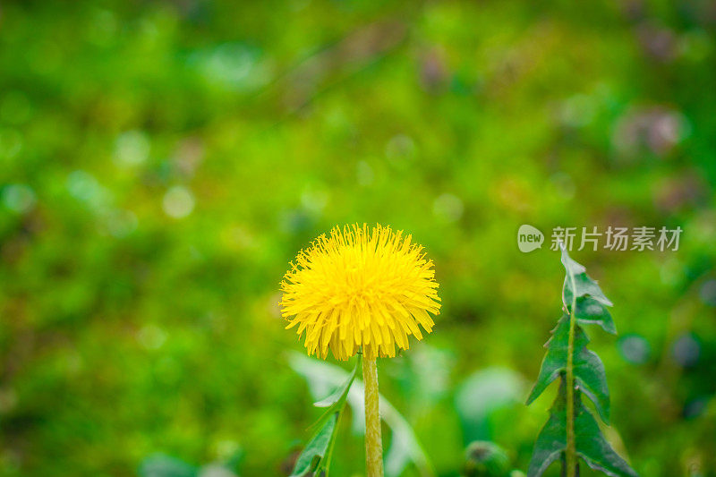 阳光明媚的春天里的黄色毛茛