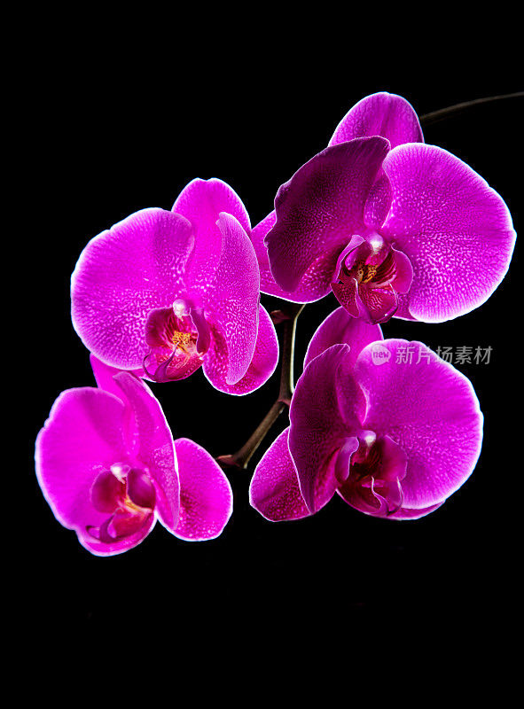 四种紫色的兰花在黑色的背景上被孤立的特写