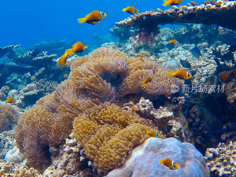 珊瑚礁附近有热带鱼游泳