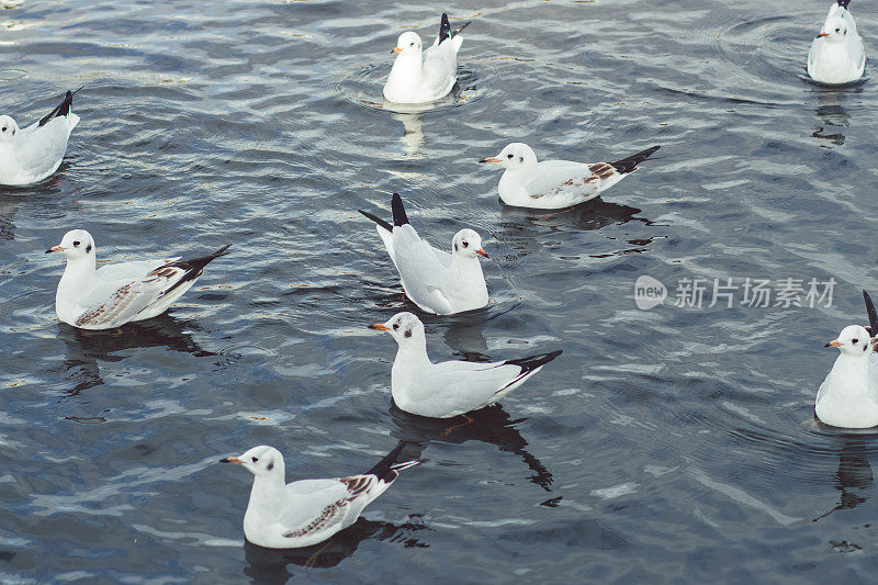 水上漂浮的海鸥