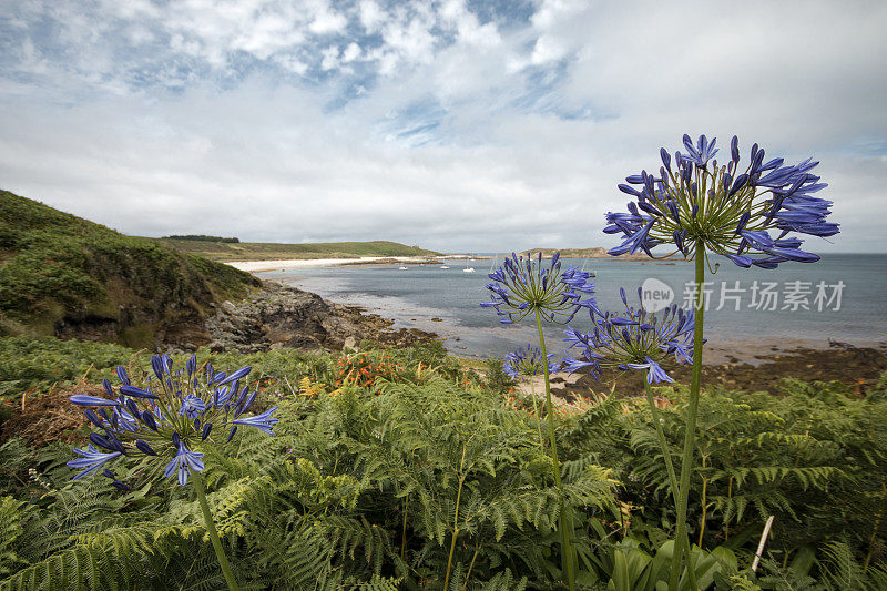 锡利群岛的Agapanthus