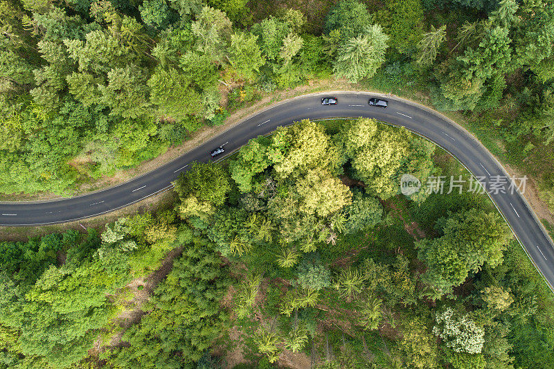 蜿蜒的道路穿过森林