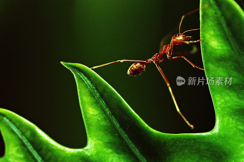 蚂蚁伸直腿爬蕨叶。