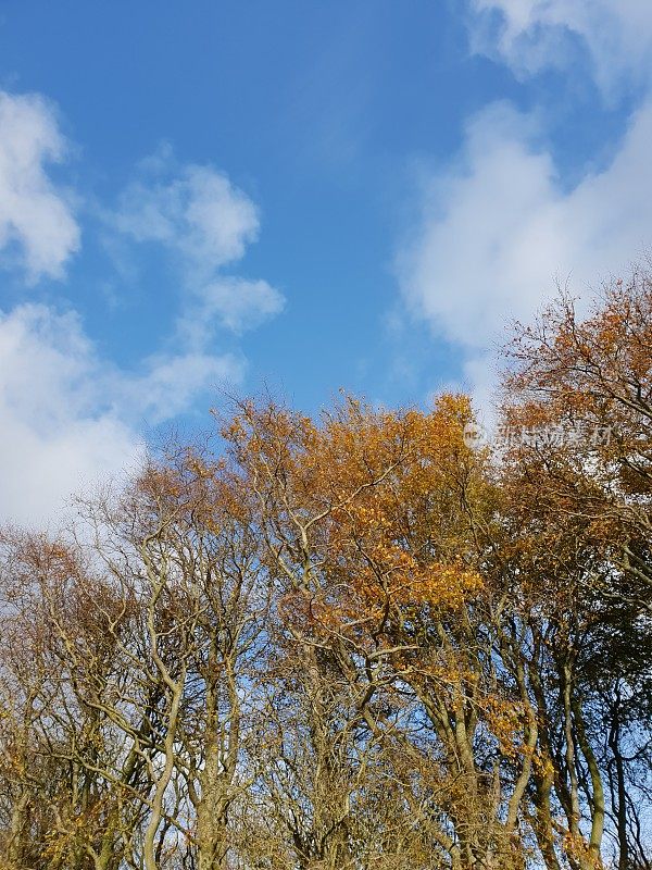 秋天的树梢上乌云密布