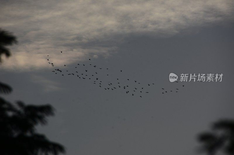 天空中有一群鸟