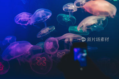 水母在水族馆