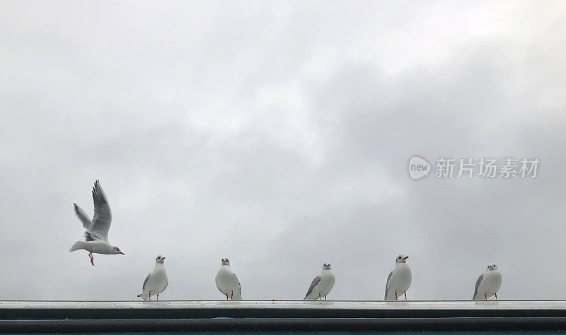 海鸥在伊斯坦布尔