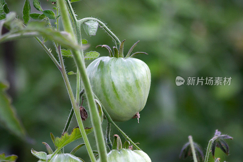 长在树枝上的绿色番茄