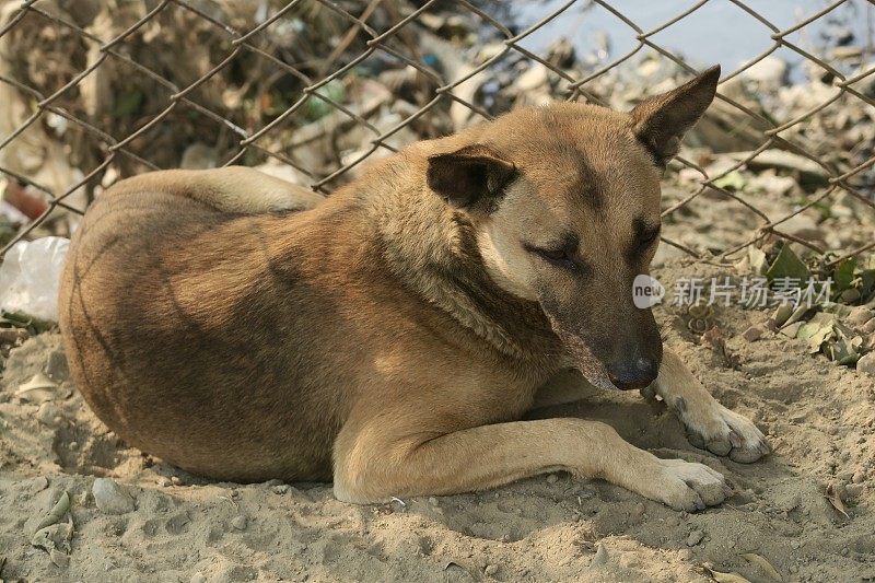 印度街头悲伤的流浪狗，无家可归的杂种狗在睡觉