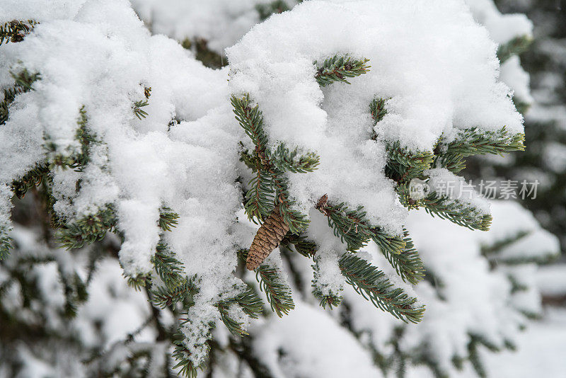 雪云杉球果