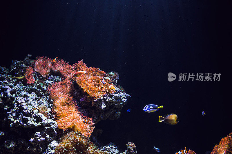 水族馆里彩色的热带鱼